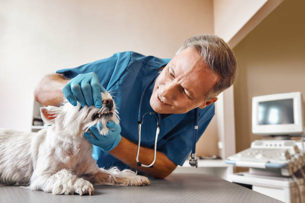  Laurence Harbor, NJ Emergency Dentist Pros